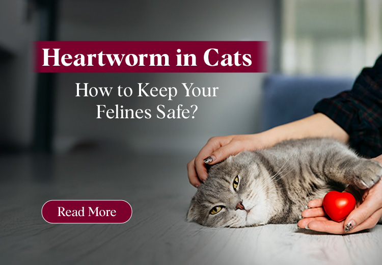 Heartworm in Cats: How to Keep Your Felines Safe?